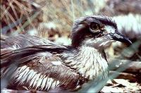 Bush Stone-curlew