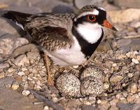 Black-fronted Dotterel