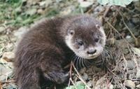 Hairy nosed Otter - Lutra sumatrana