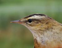 Sedge Warbler (Acrocepahlus schoenobaenus)