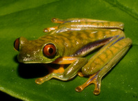: Agalychnis saltator; Parachuting Red-eyed Leaf Frog
