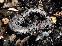 : Batrachoseps campi; Inyo Mountains Slender Salamander