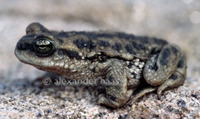 : Bufo achalensis