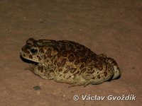 : Bufo mauritanicus