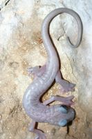 : Chiropterotriton magnipes
