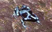 : Dendrobates auratus; Green Poison Frog