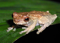 : Dendropsophus parviceps