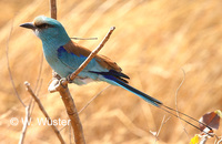 : Coracias abyssinica; Abyssinian Roller