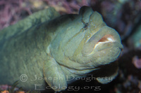 : Cebidichthys violaceus; Monkey-faced Prickleback;