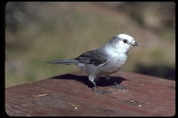 : Perisoreus canadensis; Gray Jay