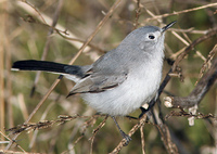 : Polioptila caerulea; Blue-gray Gnatcatcher