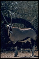 : Oryx gazella; Gemsbok