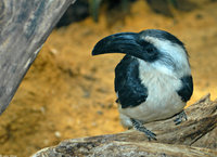 : Tockus deckeni; Von Der Decken's Hornbill