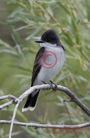 : Tyrannus tyrannus; Eastern Kingbird