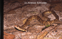 : Bothrops atrox