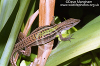 : Kentropyx borckiana; Keeled Tegu