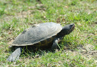 : Malaclemys terrapin terrapin; Northern Diamondback Terrapin