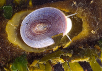 : Discurria insessa; Seaweed Limpet