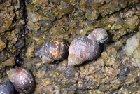 : Littorina keenae; Eroded Periwinkle