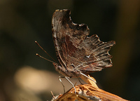 : Polygonia faunus ssp. rusticus; Green Comma