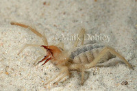 : Solifugidae indet; Wind Scorpion