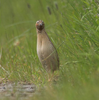 Quail