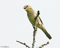 Baya Weaver  (female)