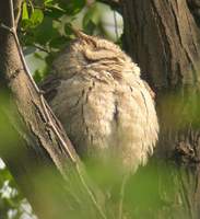 Collared Scops Owl (Otus bakkamoena) 2004. december 29. Bharatpur, Keoladeo Ghana National Park