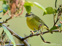 Mountain Leaf-Warbler Scientific name - Phylloscopus trivirgatus benguetensis