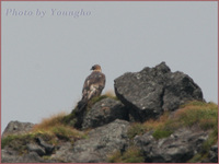 검독수리(golden eagle)