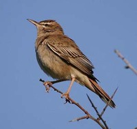 Rufous-tailed Bush-robin