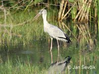 Photo of zejozob asijský Anastomus oscitans Asian Openbill Silberklaffschnabel