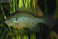 Solaborre (Lepomis gibbosus) Foto/billede af