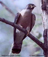 Northern Hawk Cuckoo » Cuculus hyperythrus
