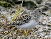 Temminck's Stint (Gambell)