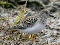 Temminck's Stint (Gambell)