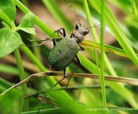 Cicindela campestris - Green Tiger Beetle