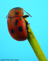 Gonioctena fornicata