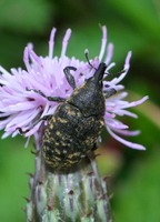 Larinus turbinatus