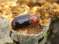 Neomida haemorrhoidalis