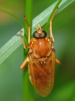 Coenomyia ferruginea