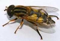 Parhelophilus versicolor