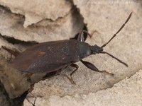 Gastrodes grossipes