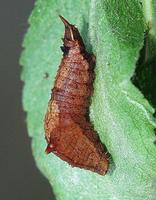 Cilix glaucata - Chinese Character