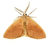 Hylaea fasciaria - Barred Red