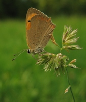 Lycaena phlaeas - Small Copper