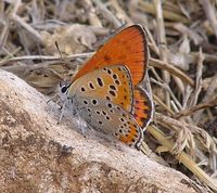 Lycaena thersamon omphale