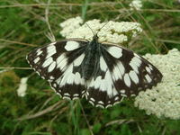 Melanargia galathea - Marbled White