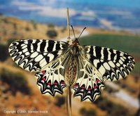 Zerynthia polyxena - Southern Festoon