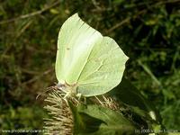 Gonepteryx rhamni rhamni